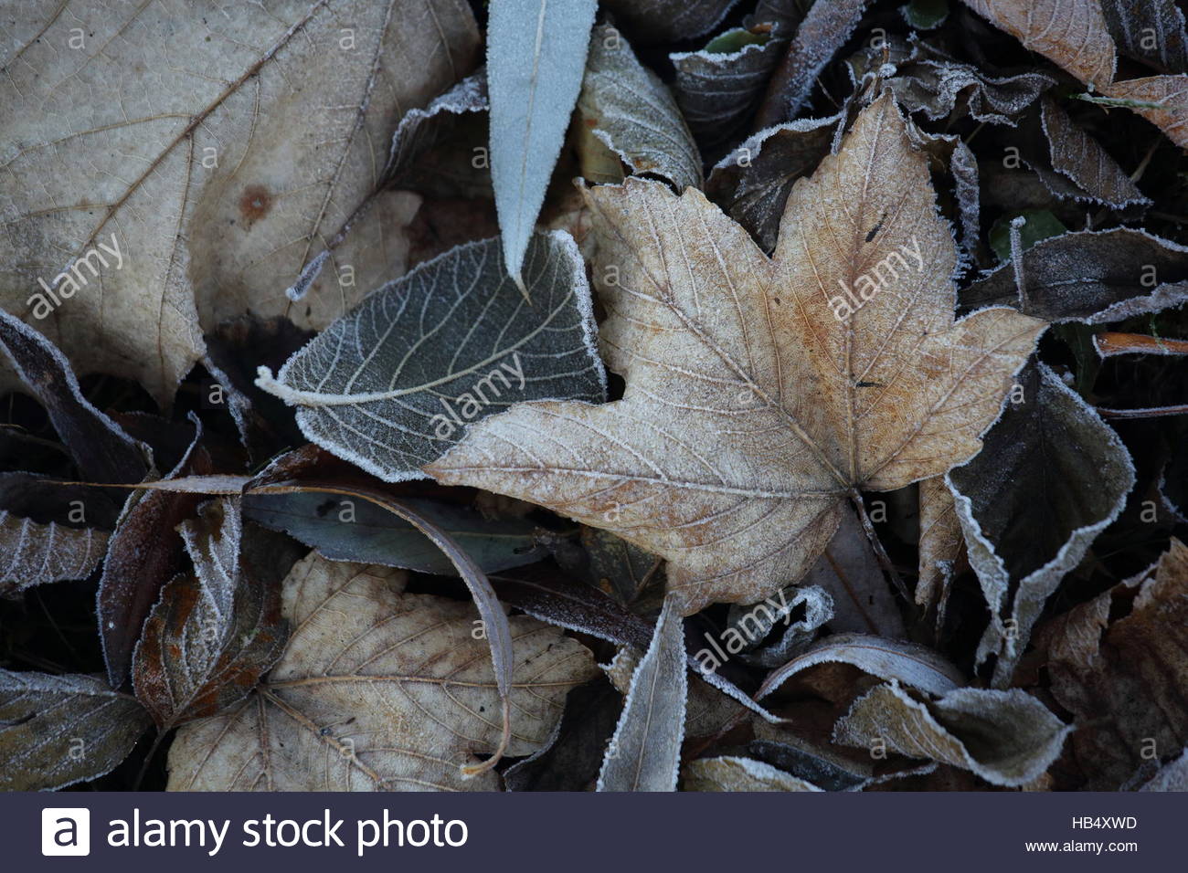 Un assortimento di foglie cadute in Autunno nel parco naturale come l'inverno si avvicina in Germania Foto Stock