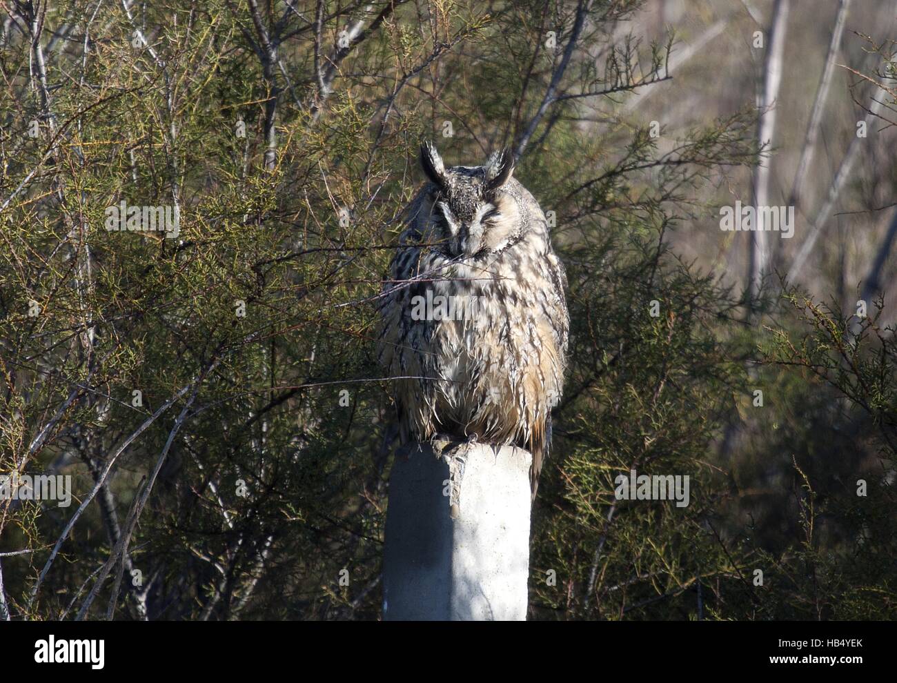 Gufo comune, Dehesa, Estremadura, Spagna Foto Stock