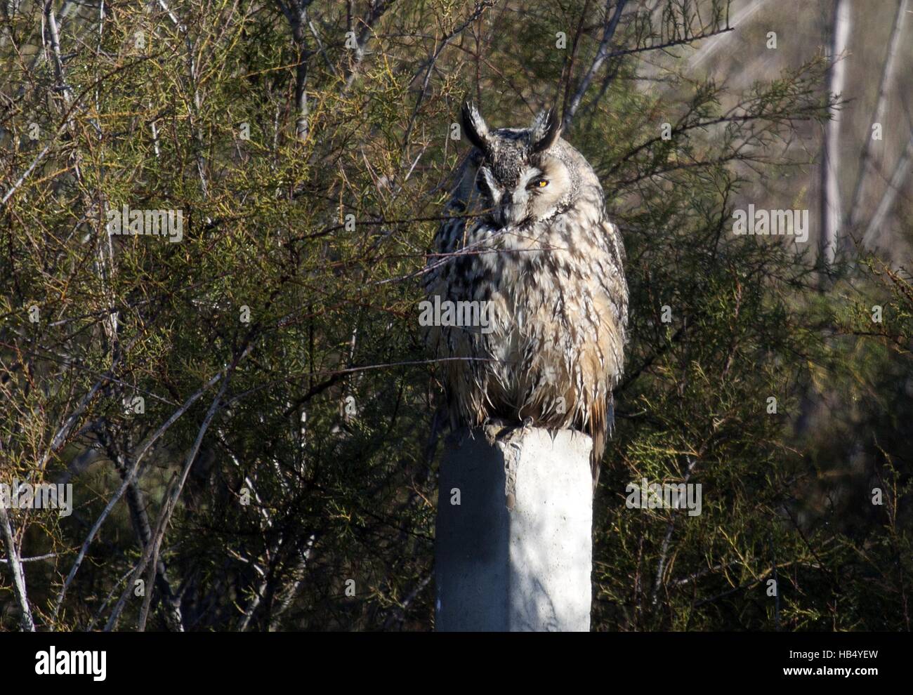 Gufo comune, Dehesa, Estremadura, Spagna Foto Stock