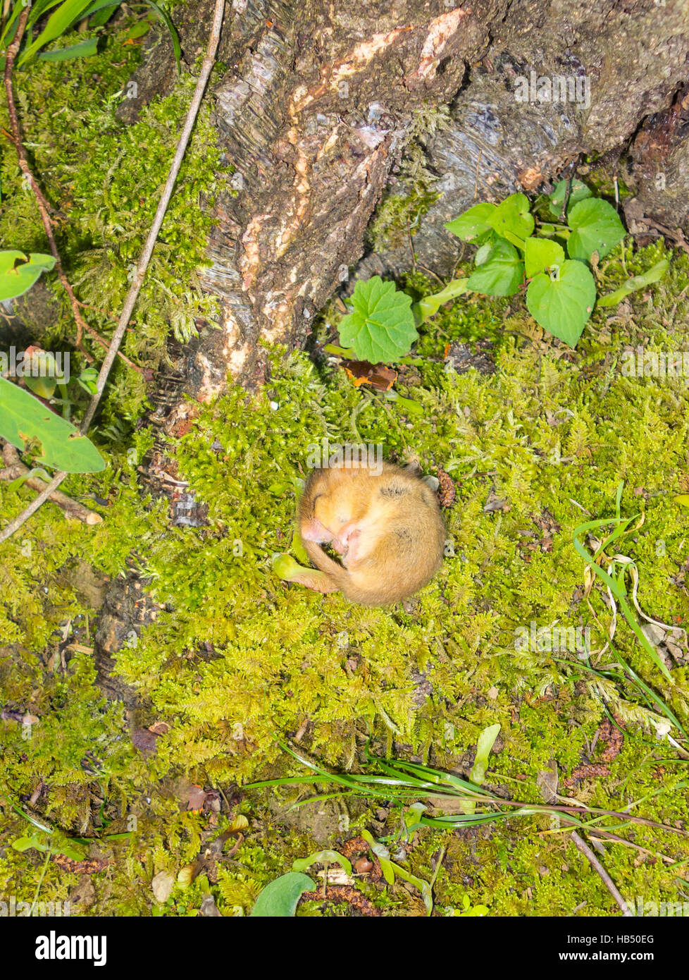 Hazel ghiro (Muscardinus avellanarius) moloc membro. il monitoraggio da parte del titolare della licenza Herefordshire UK Foto Stock