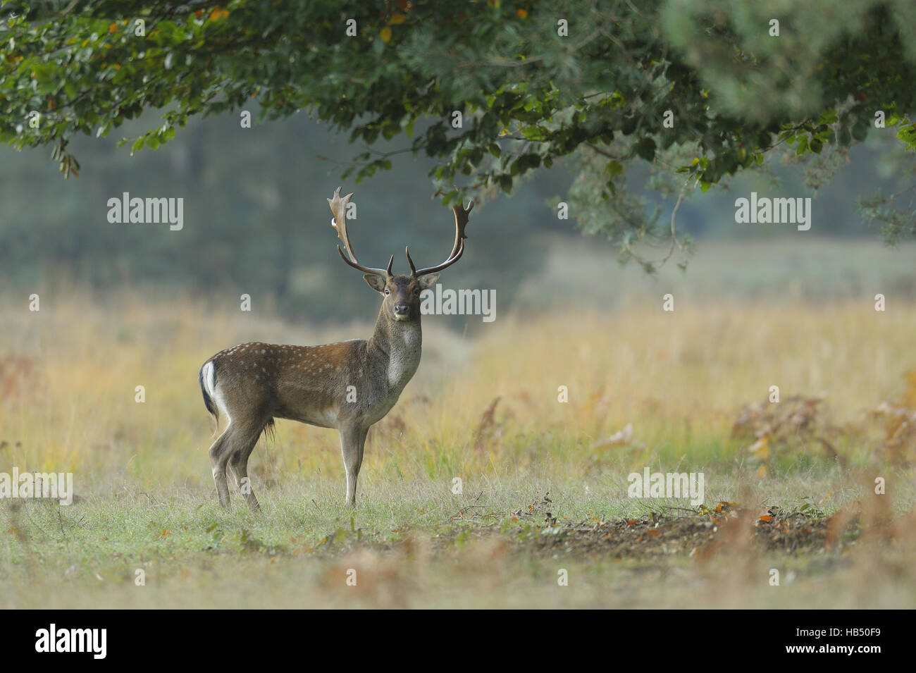 Daini, Cervus dama, Germania Foto Stock