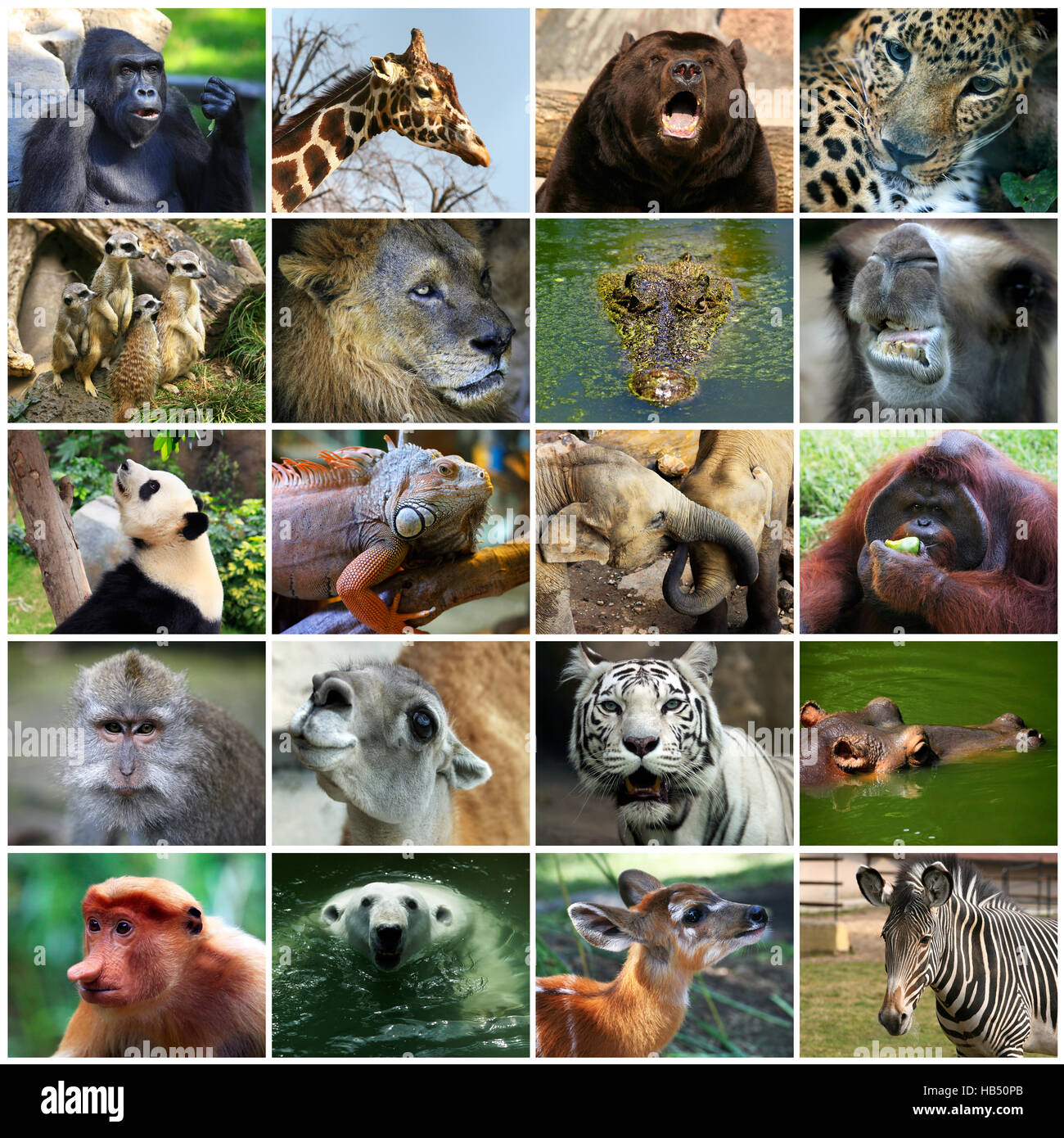 Collage con differenti facce di animali Foto Stock