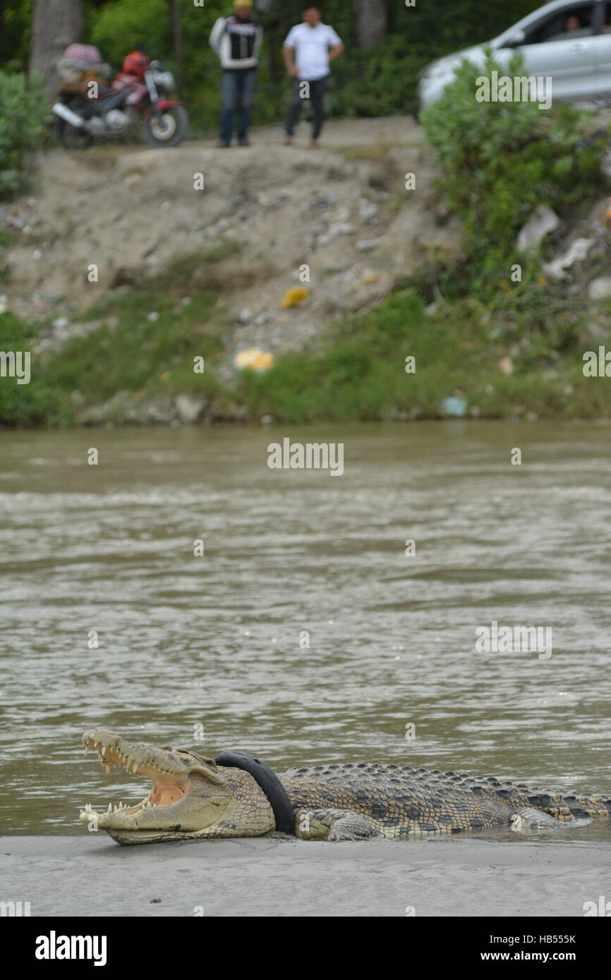 Palu, Indonesia. 04 Dic, 2016. Residenti watch wild coccodrillo intrappolato pneumatici per motocicli a prendere il sole sulla sabbia fiume era receding. Crocodile catturati in moto il pneumatico è ora in stato di morte dal collo in pneumatici per motocicli soffoca sempre di più di lui e le risorse naturali Conservation Centre (BKSDA) locali non poteva fare niente per aiutare il coccodrillo in assenza di attrezzatura di supporto. Pacific Press/Basri Marzuki Credito: Basri Marzuki/Pacific Press/Alamy Live News Foto Stock