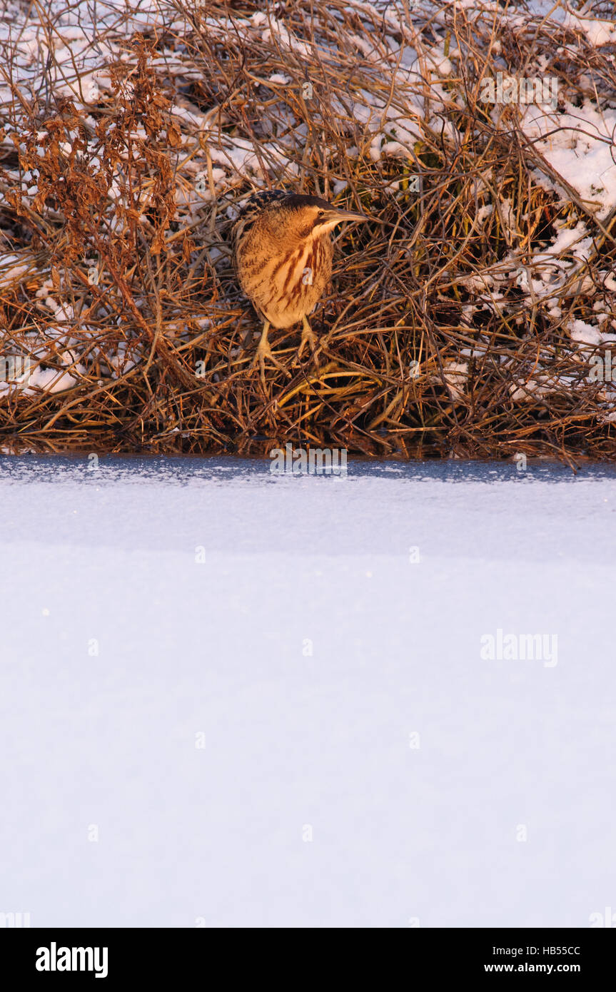 Tarabuso su ghiaccio e neve Foto Stock