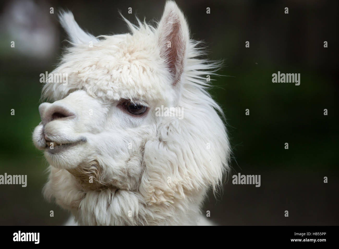 Llama (Lama glama). Animale domestico. Foto Stock