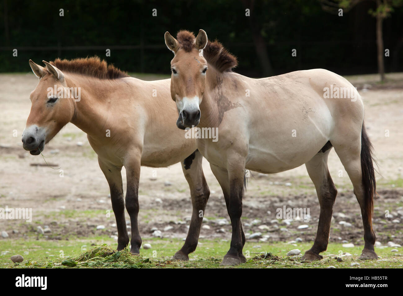 Cavallo di Przewalski (Equus ferus przewalskii), noto anche come asiatici al Wild Horse. Foto Stock
