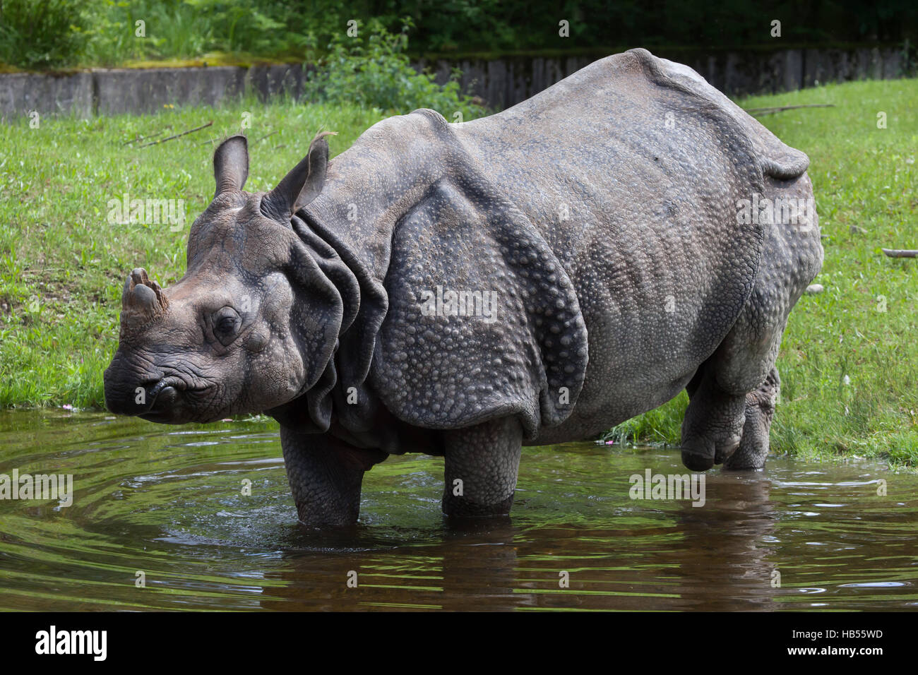 Il rinoceronte indiano (Rhinoceros unicornis). La fauna animale. Foto Stock