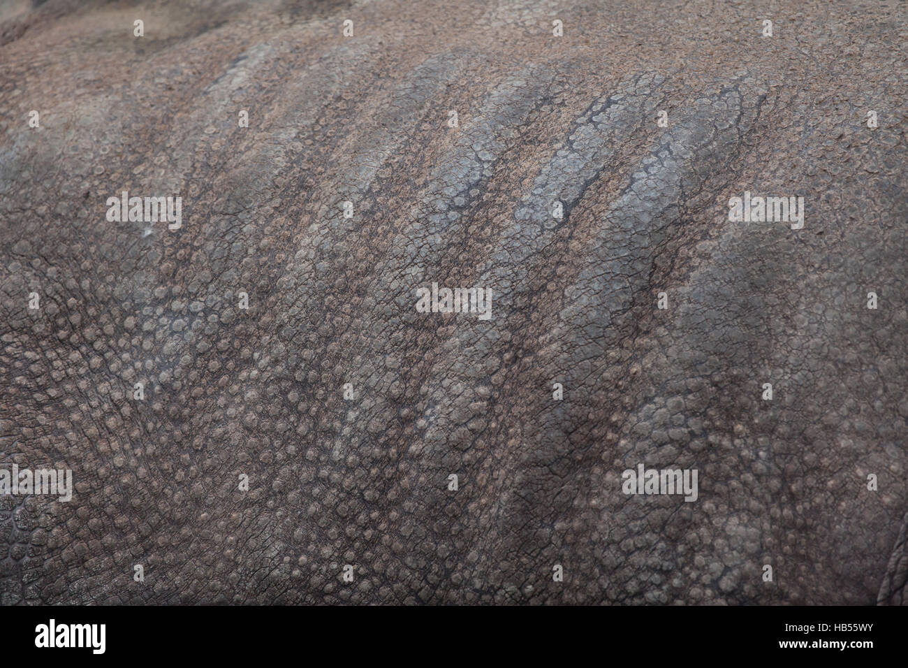 Il rinoceronte indiano (Rhinoceros unicornis). La texture della pelle. Foto Stock