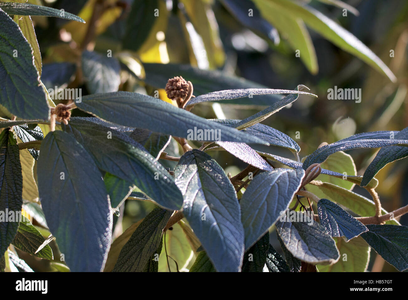 Foglie di colore verde scuro marrone con frutti di luce solare riflettente. Foto Stock