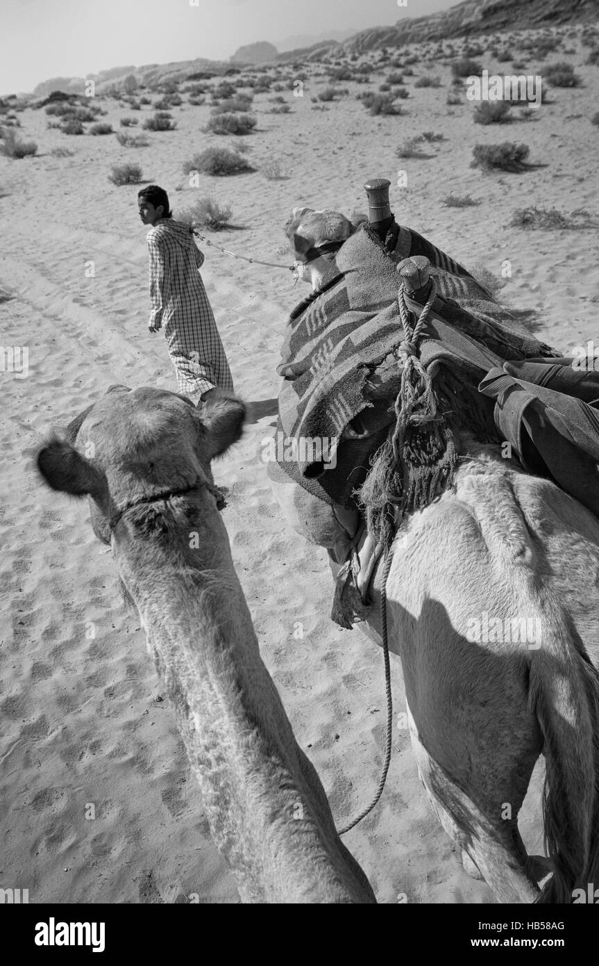 Trekking con il cammello nel Wadi Rum Zona protetta Foto Stock