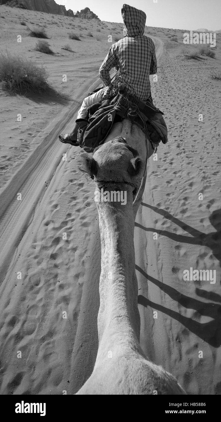 Trekking con il cammello nel Wadi Rum Zona protetta Foto Stock