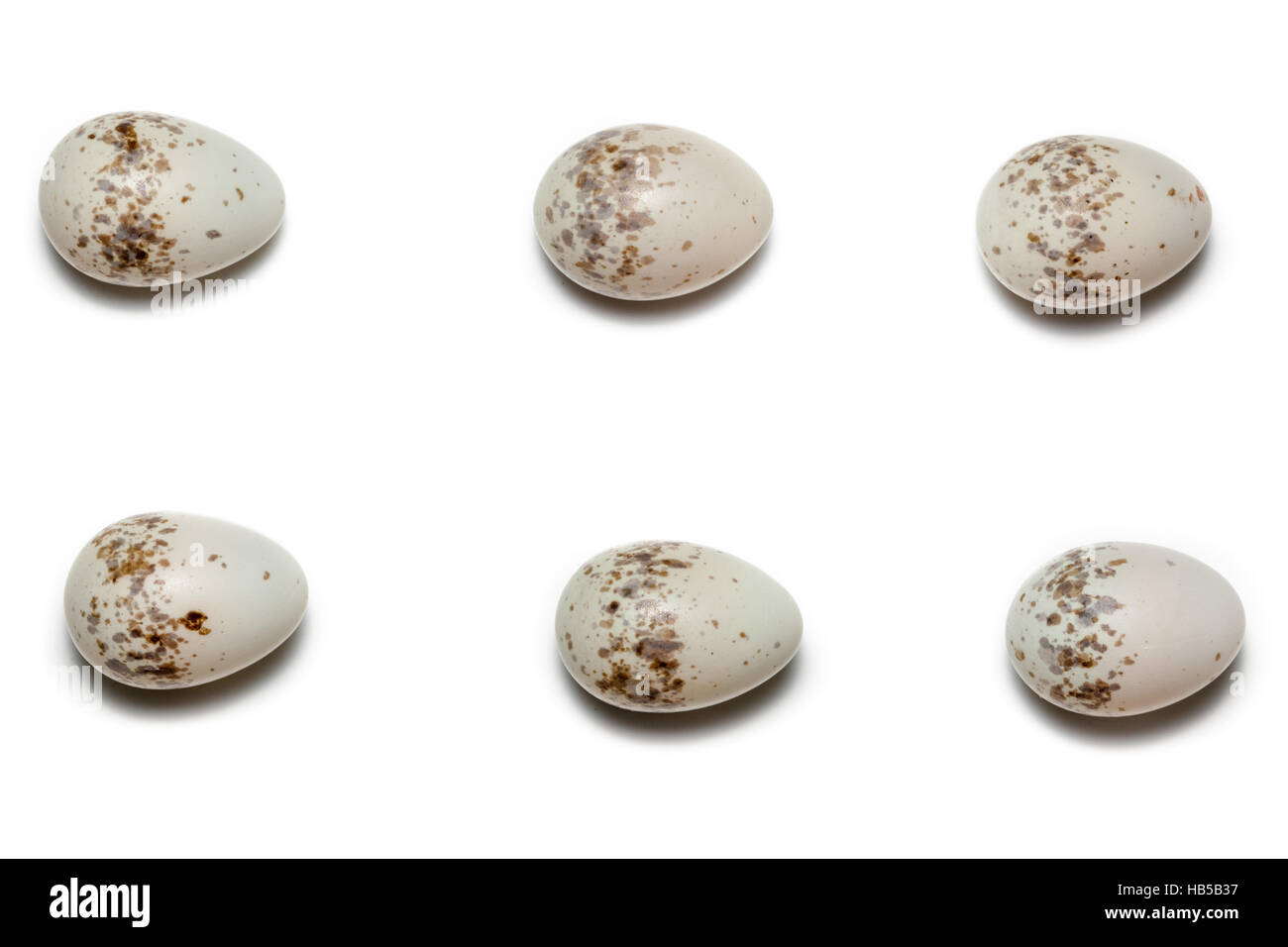 Le uova della comune Shrike davanti a uno sfondo bianco, isolata. Foto Stock