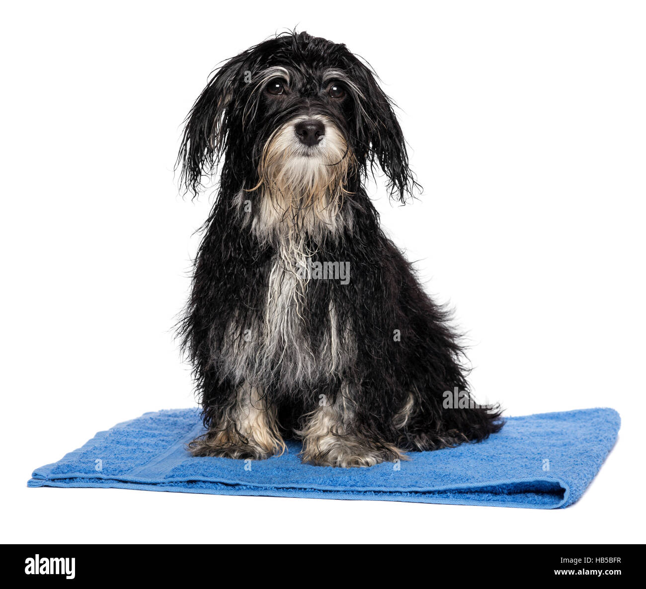 Wet havanese cucciolo di cane dopo il bagno è seduta su un asciugamano blu Foto Stock