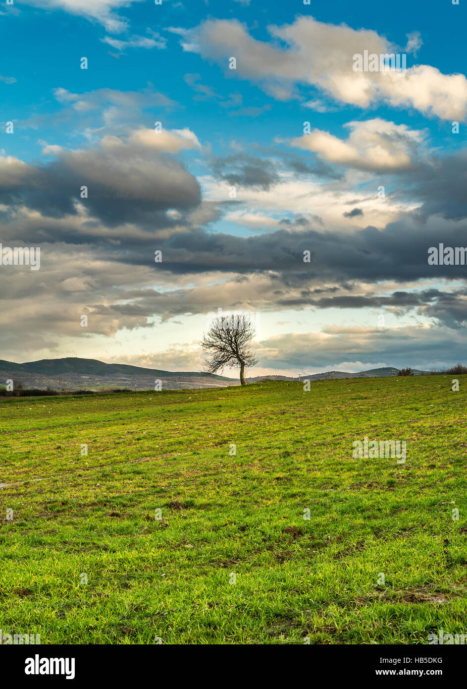 Natura sfondo panoramico con Lonely Tree sul prato verde sotto il cielo blu Foto Stock