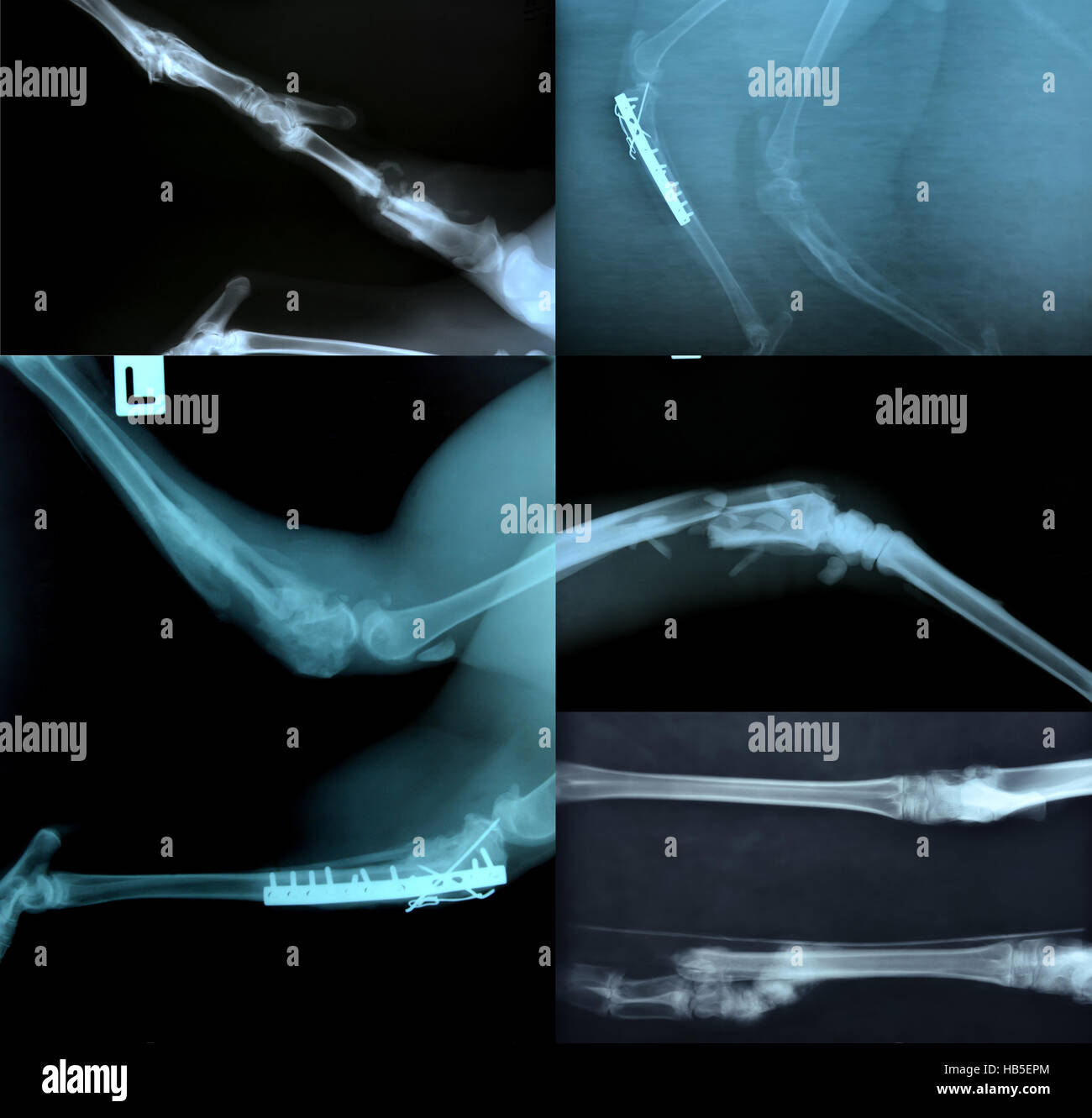 X ray foto di animale selvatico scheletro Foto Stock