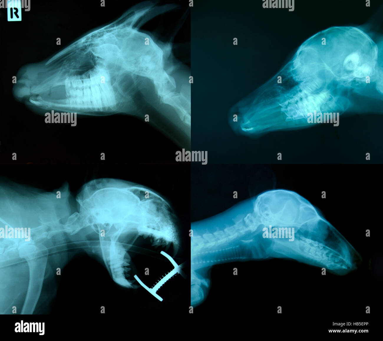 X ray foto di animale selvatico scheletro Foto Stock