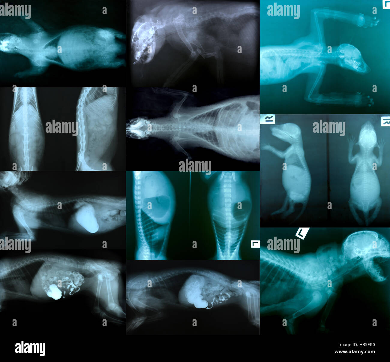 X ray foto di animale selvatico scheletro Foto Stock