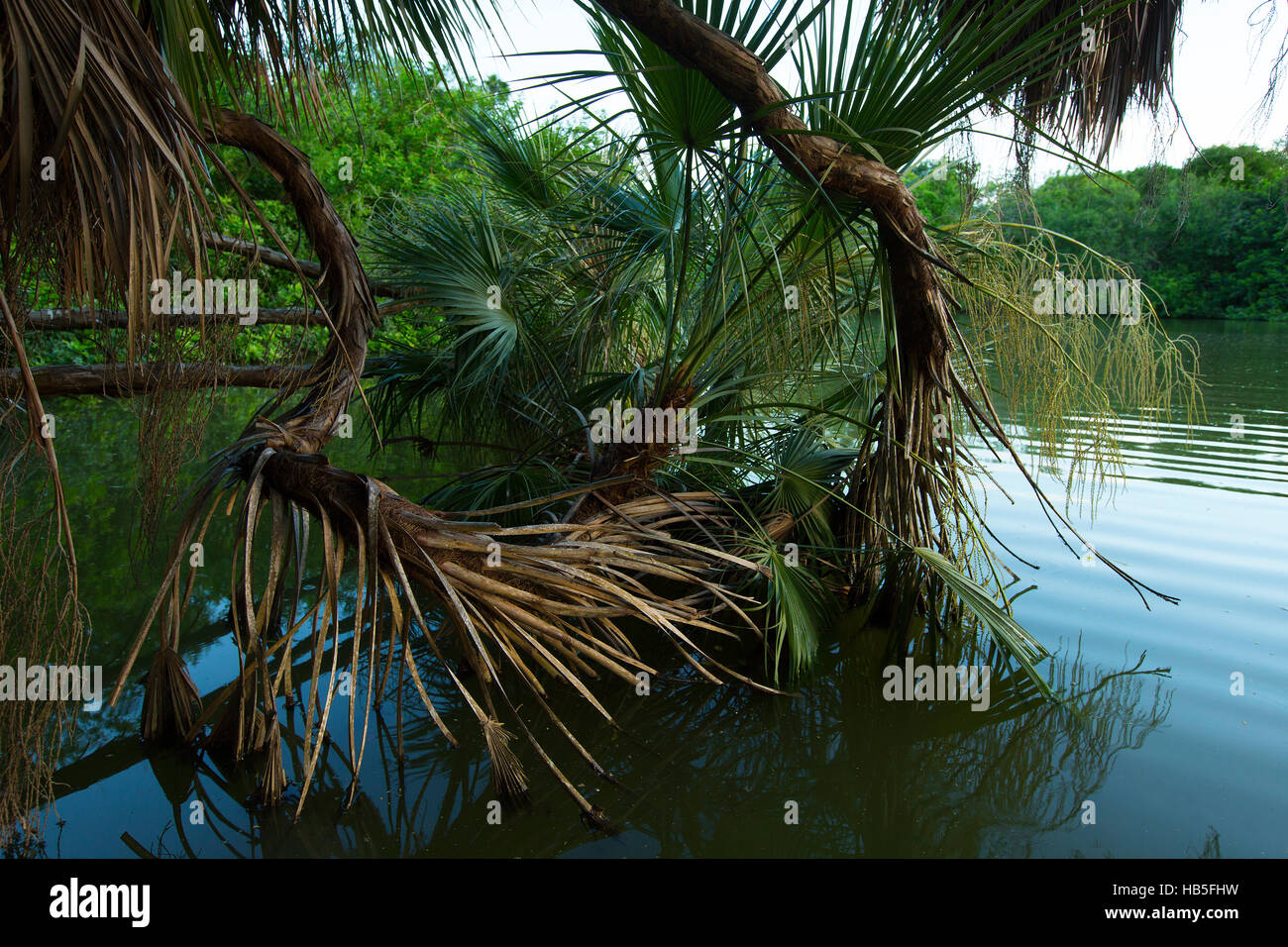 Vegetazione tropicale su Resaca de la guerra in Brownsville, Texas. Foto Stock