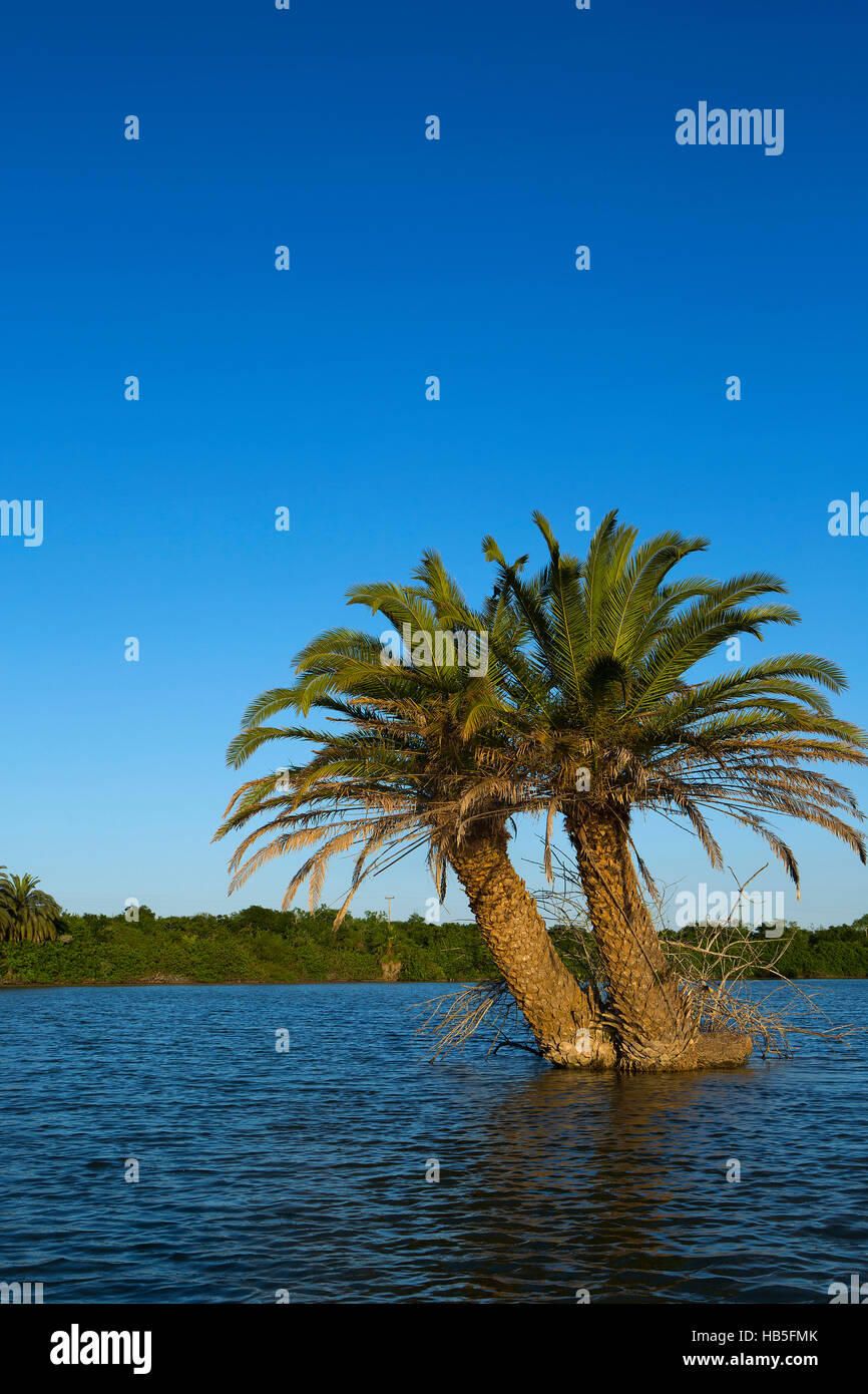 Palm tree island su Resaca de Los Cuates in Bayview Texas vicino al Texas/Messico frontiera. Foto Stock