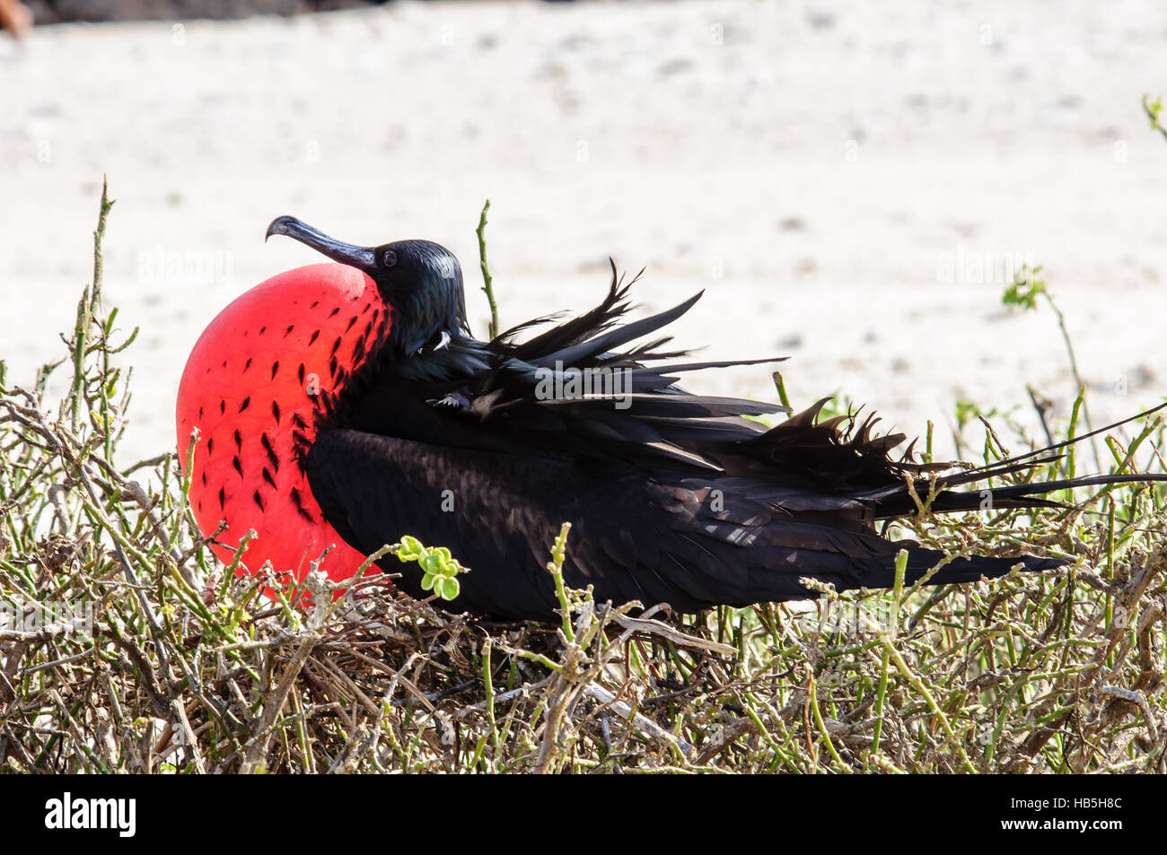 Voce maschile Frigate Bird in pieno piumaggio di allevamento con il suo prominente petto rosso Foto Stock
