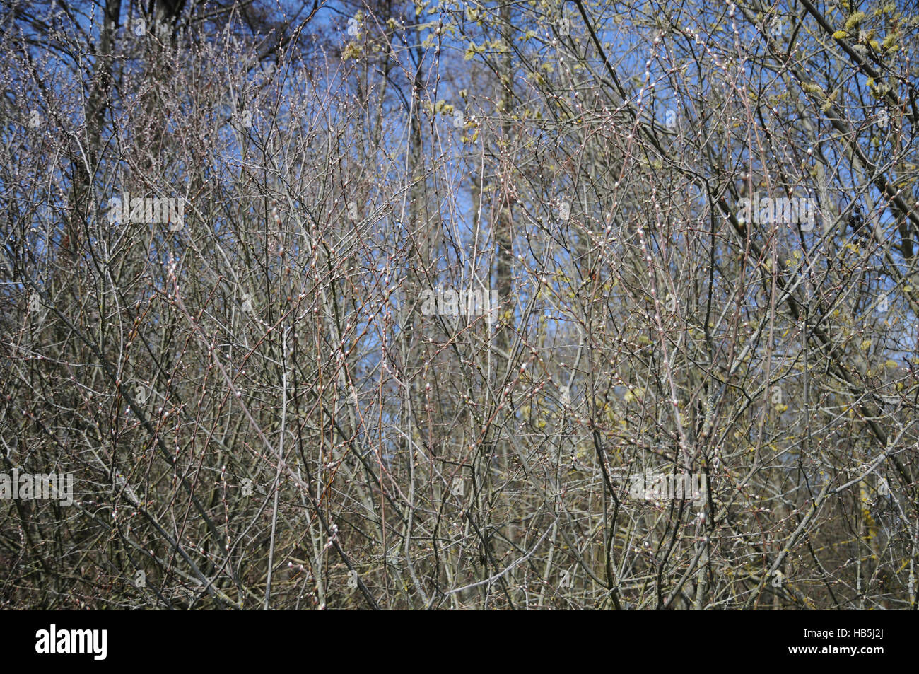 Salix aurita, orecchio-willow Foto Stock