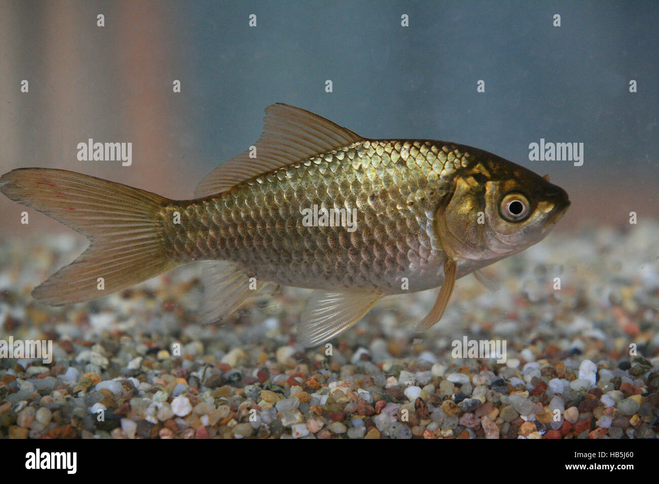 Goldfish, Carassius auratus Foto Stock