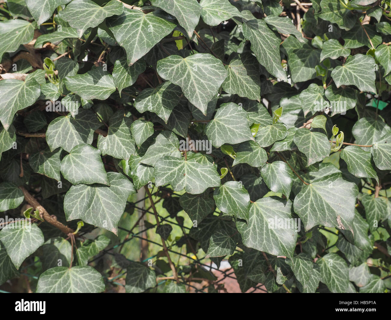 Pianta di edera verde Foto Stock