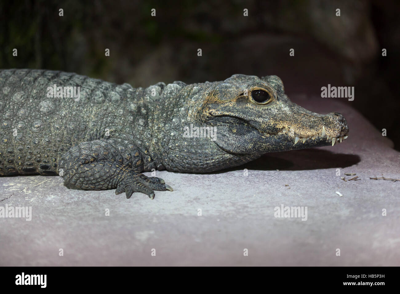 Coccodrillo nana (Osteolaemus tetraspis), noto anche come la nana africana di coccodrillo. Foto Stock