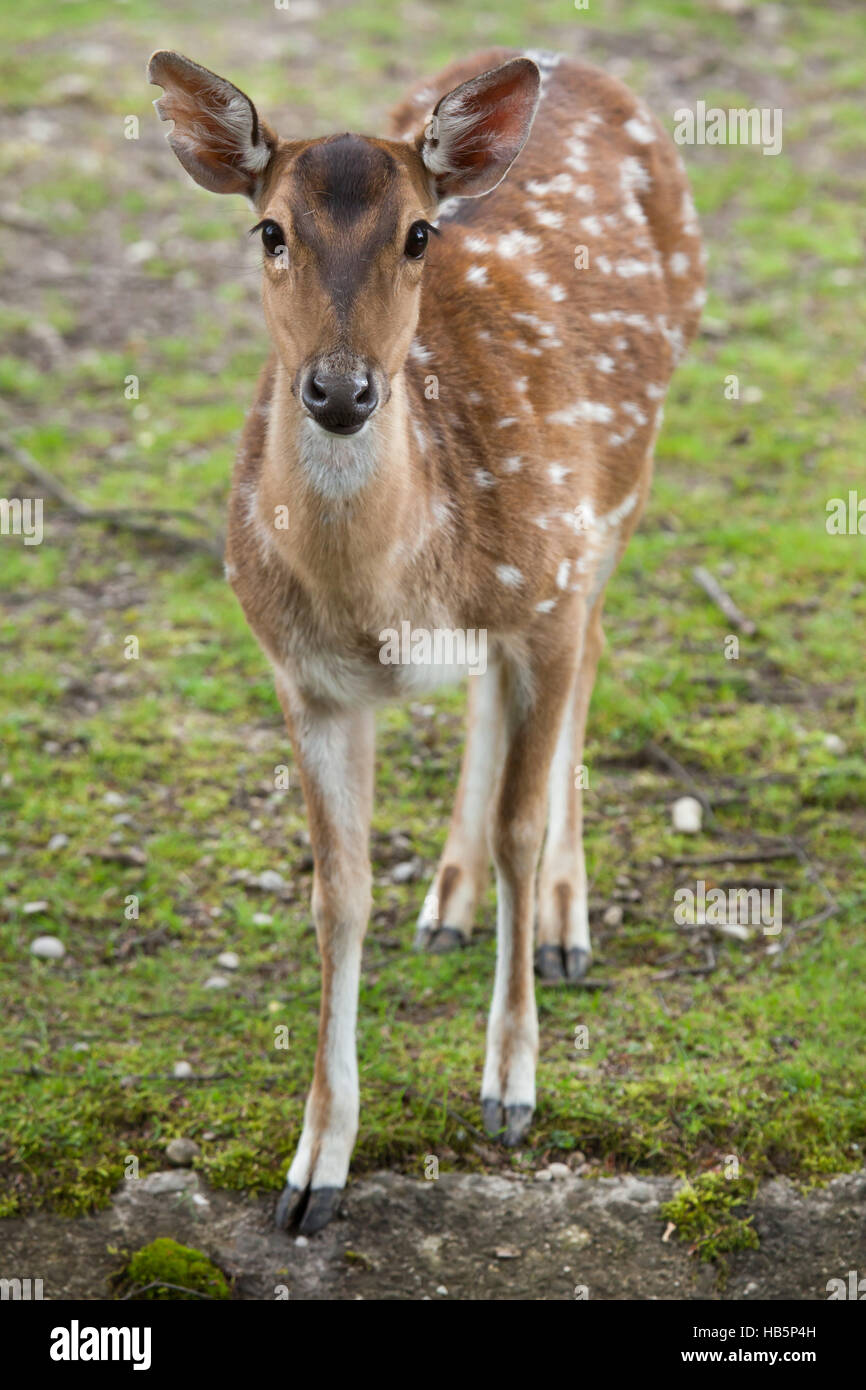 Chital (asse asse), noto anche come il cervo maculato o asse di cervo. Foto Stock
