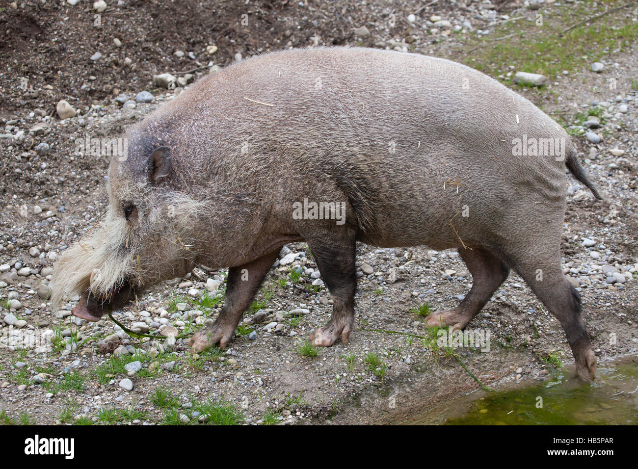 Bornean barbuto maiale (Sus barbatus), noto anche come il barbuto maiale. Foto Stock