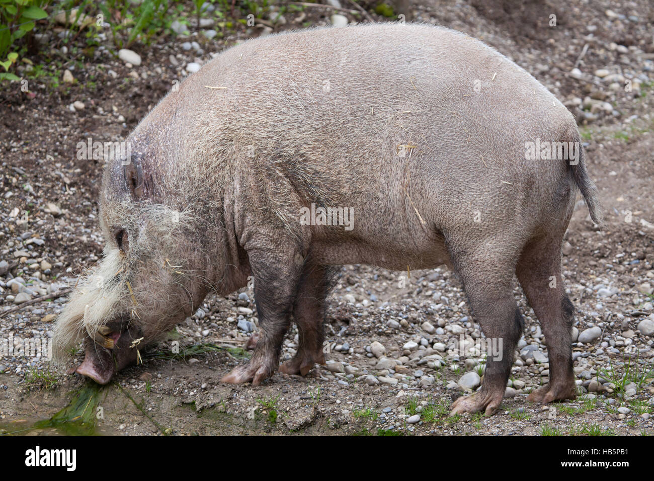 Bornean barbuto maiale (Sus barbatus), noto anche come il barbuto maiale. Foto Stock