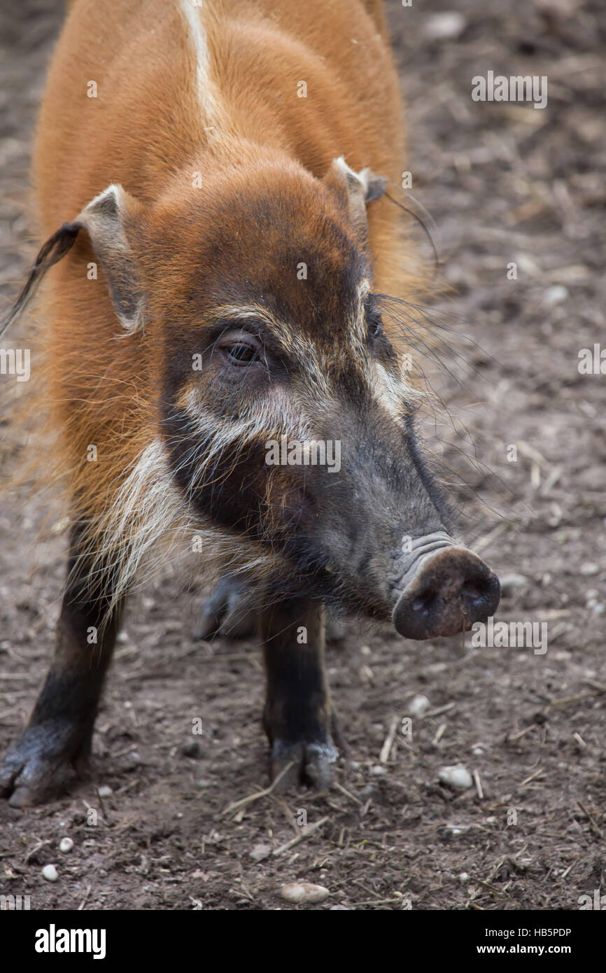 Red River hog (Potamochoerus porcus), noto anche come il maiale bush. Foto Stock