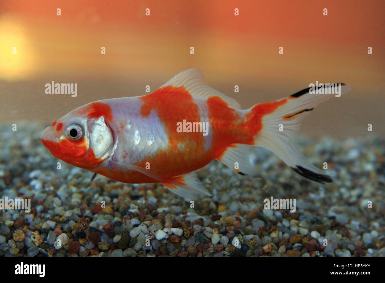 Shubunkin goldfish Foto Stock