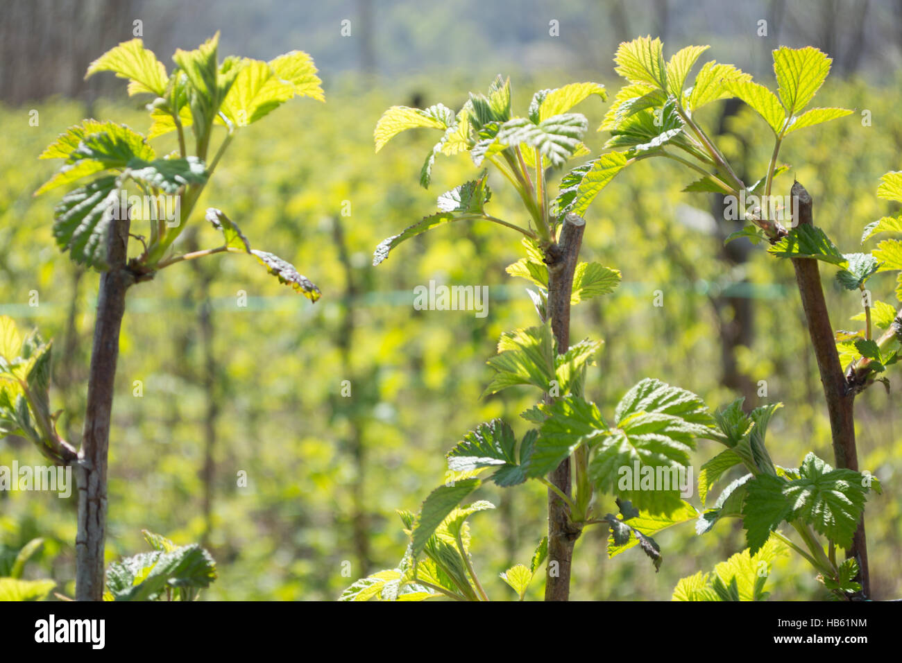 Rametti di lampone Foto Stock