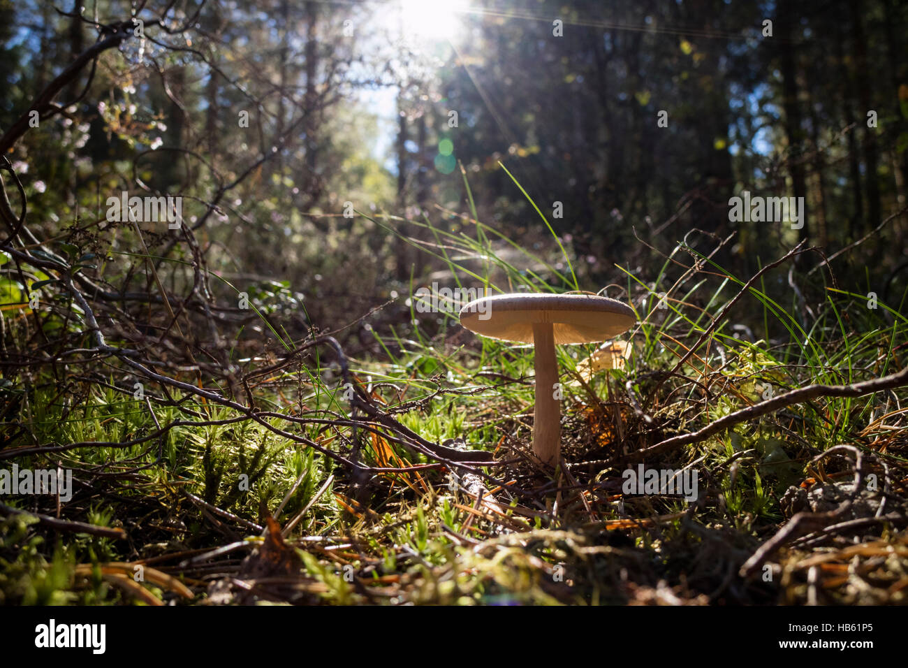 La Betulla bolete cresce nei boschi in Svezia Foto Stock