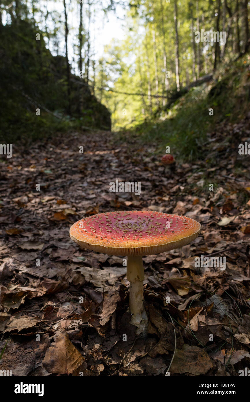 Fungo Amanita cofano visto nella foresta Foto Stock