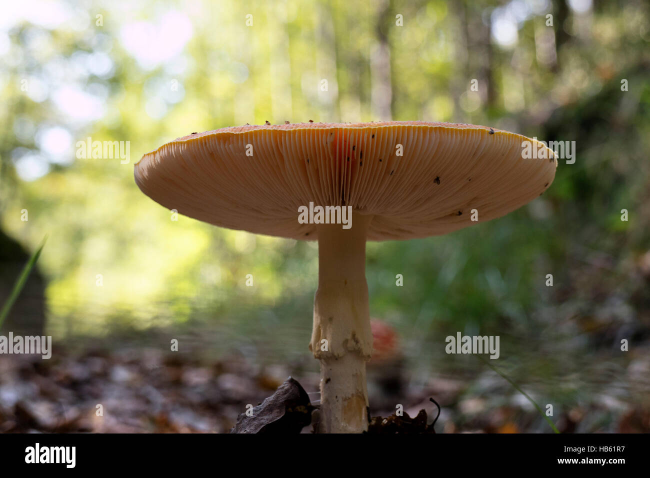 Fungo Amanita cofano visto dal di sotto vicino fino Foto Stock