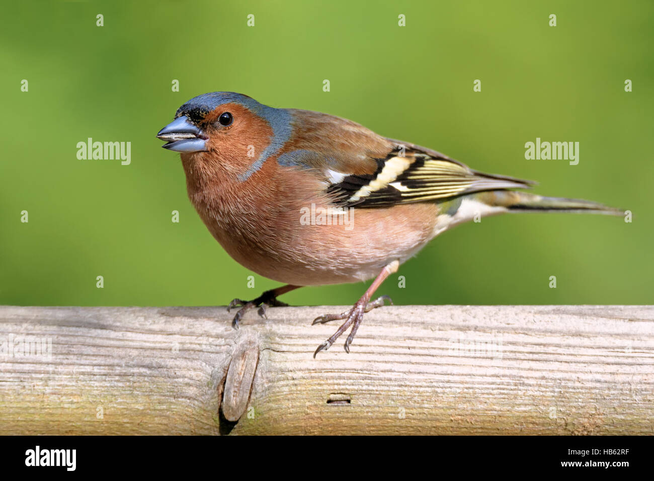 Fringuello comune Foto Stock