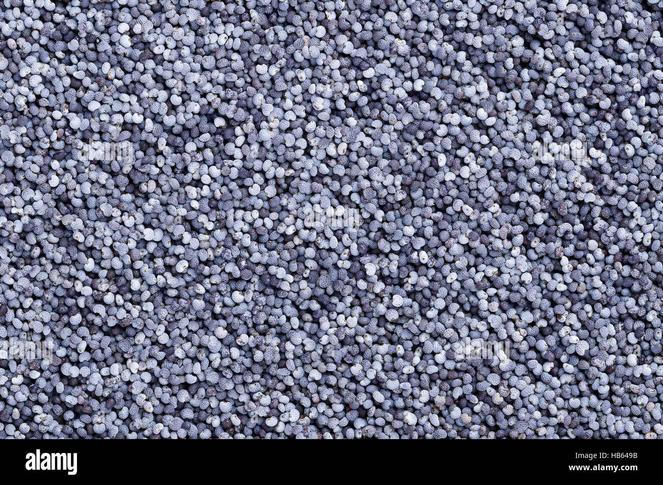 Il blu di semi di papavero da sopra. Semi oleosi dal papavero, carta somniferum, con piccolo a forma di rene, semi di meno di un millimetro. Foto Stock