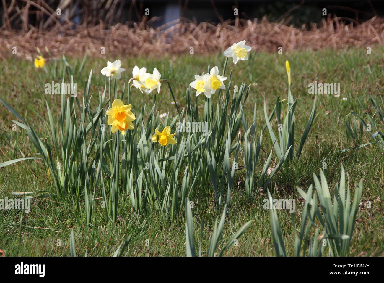 Il daffodils colorati Foto Stock