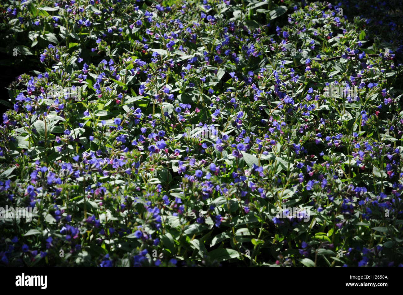 Pulmonaria angustifolia, stretto-lasciava lungwort Foto Stock