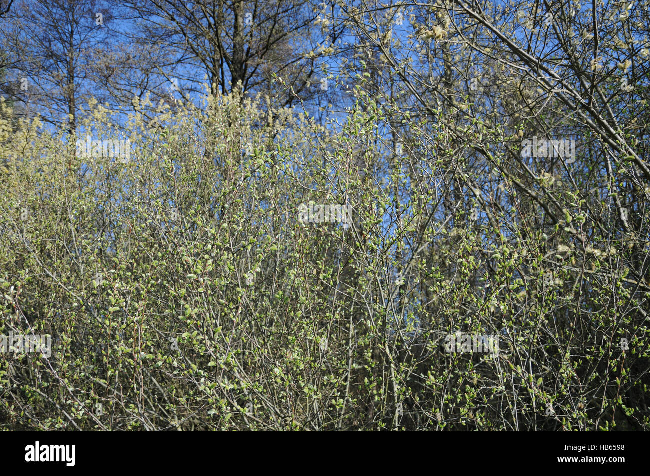 Salix aurita, orecchio willow, fiori femminili Foto Stock