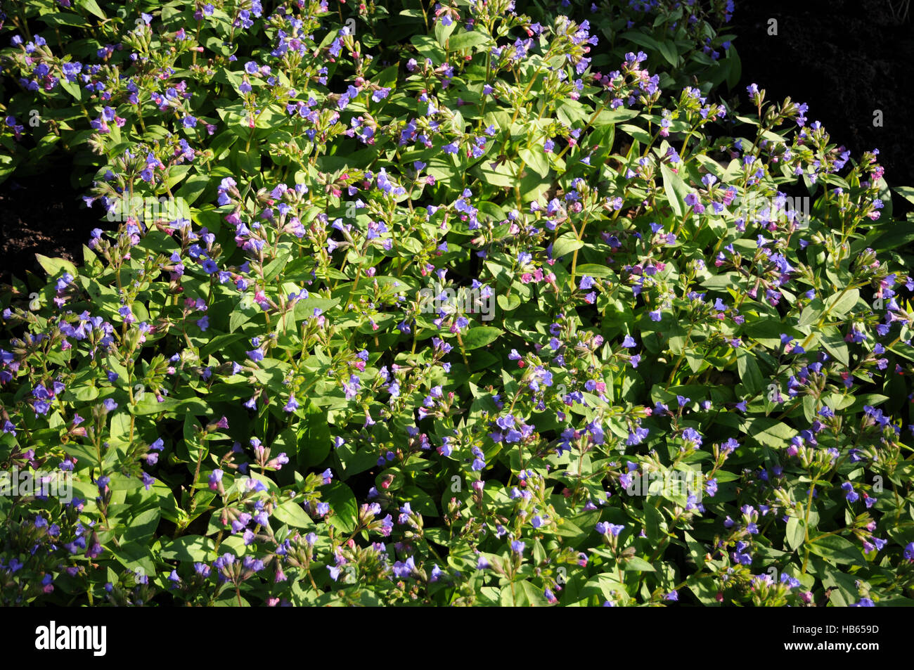 Pulmonaria angustifolia, stretto-lasciava lungwort Foto Stock
