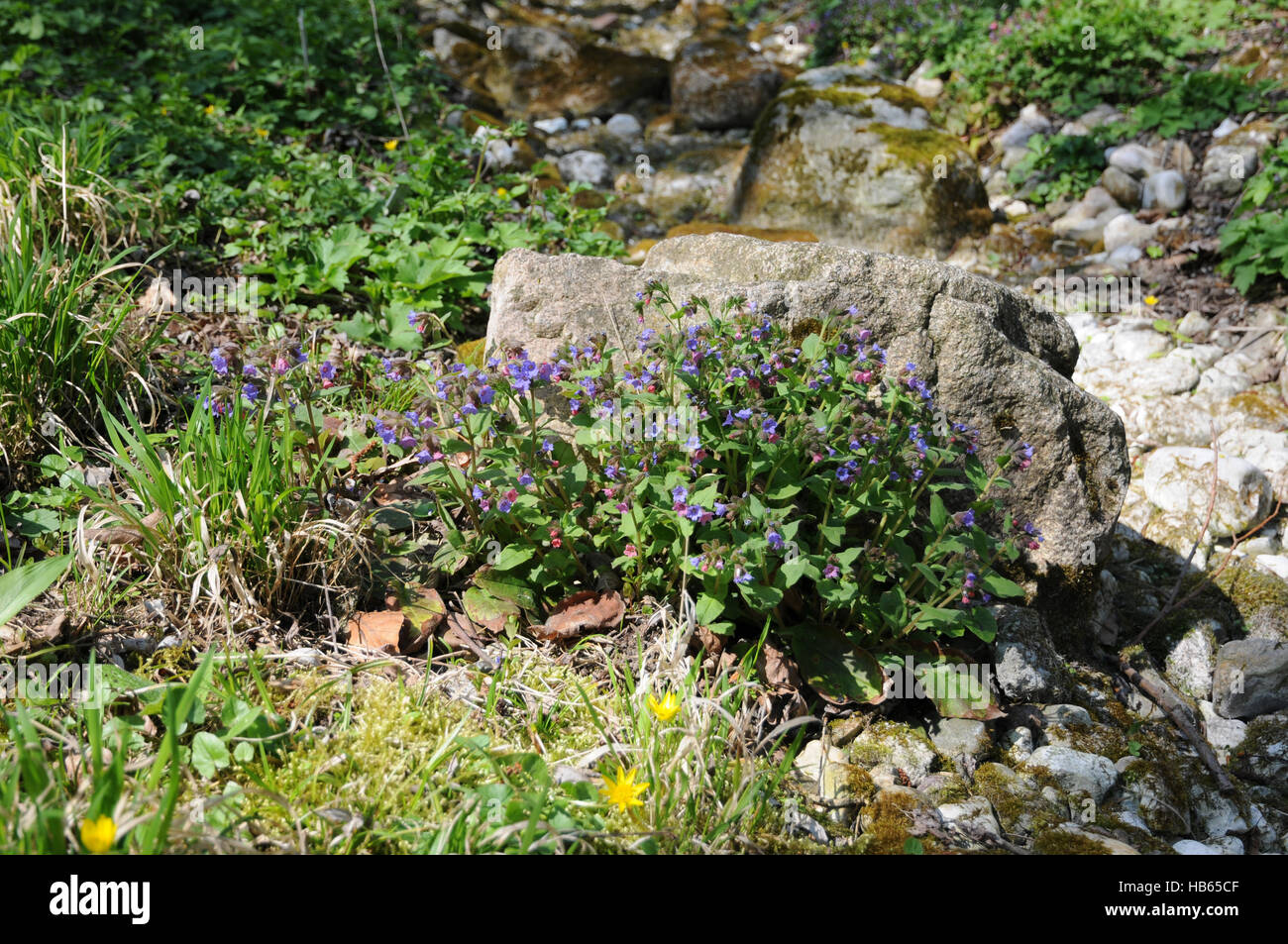 Pulmonaria angustifolia, Lungenkraut, Lungwort Foto Stock