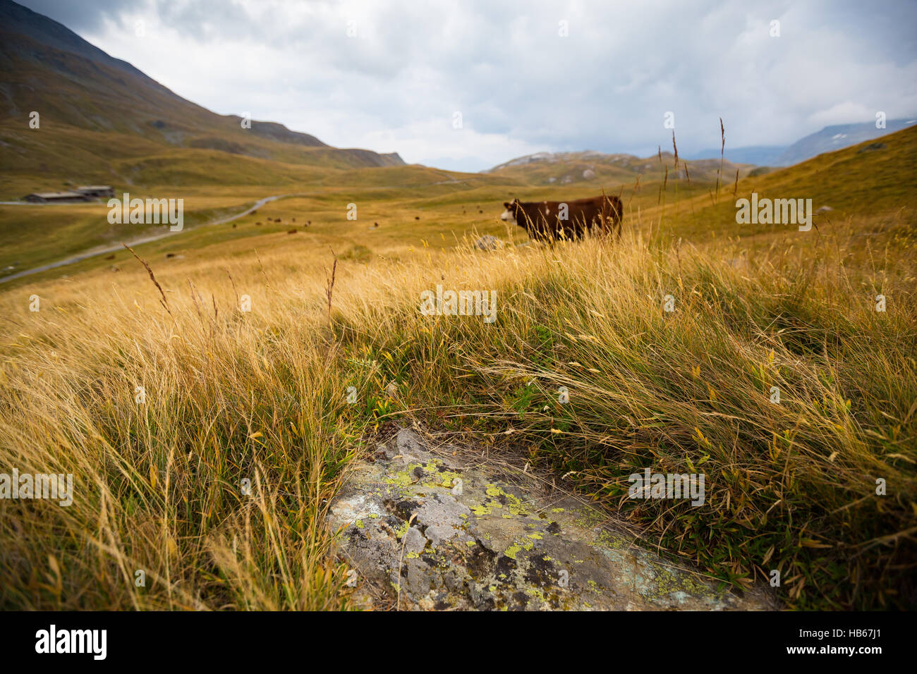 Erba, terreno di pascolo, mucca pascolante. Parc National de la Vanoise. Francia. Europa. Foto Stock