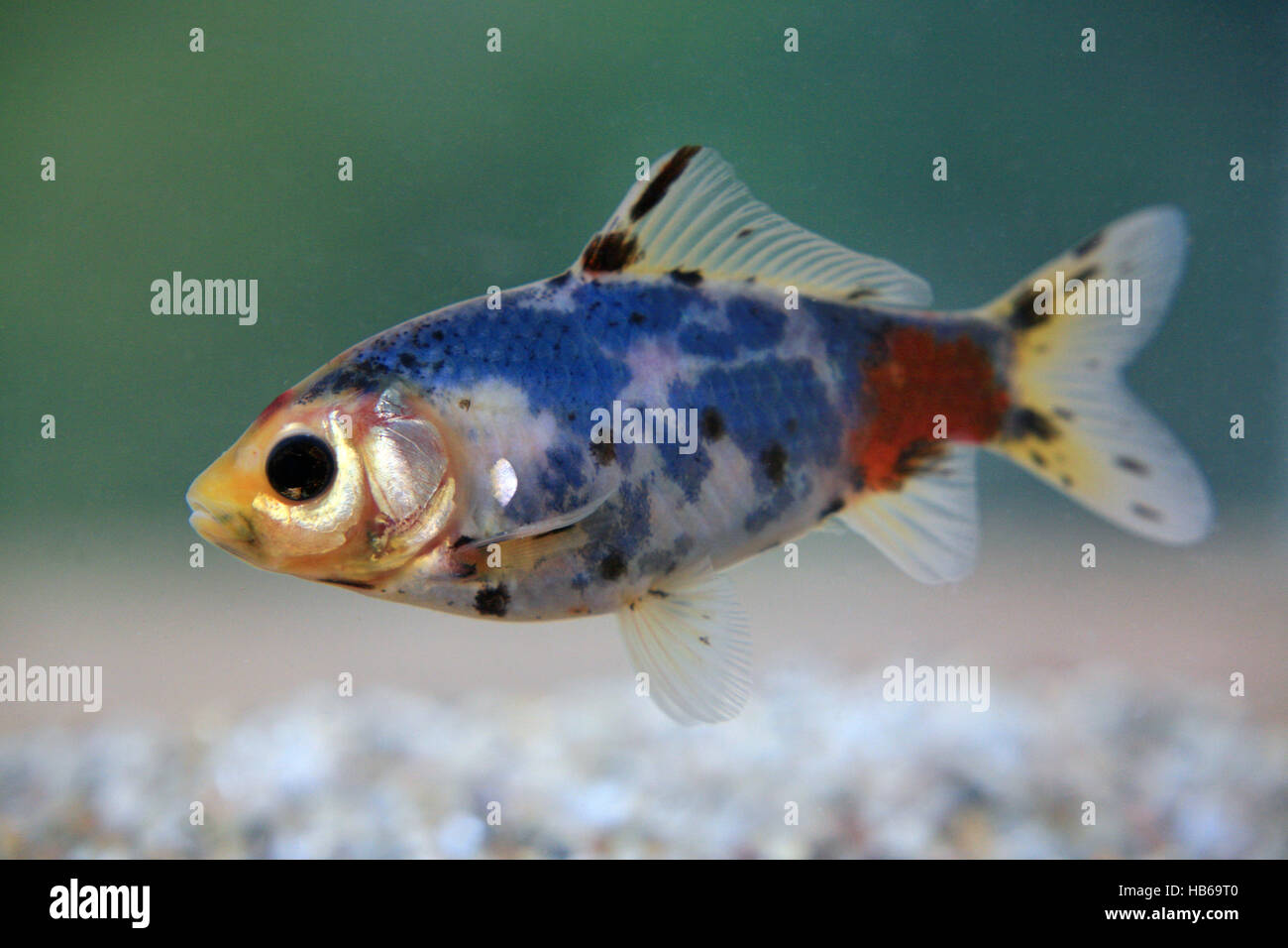 Carassius auratus, goldfish Foto Stock