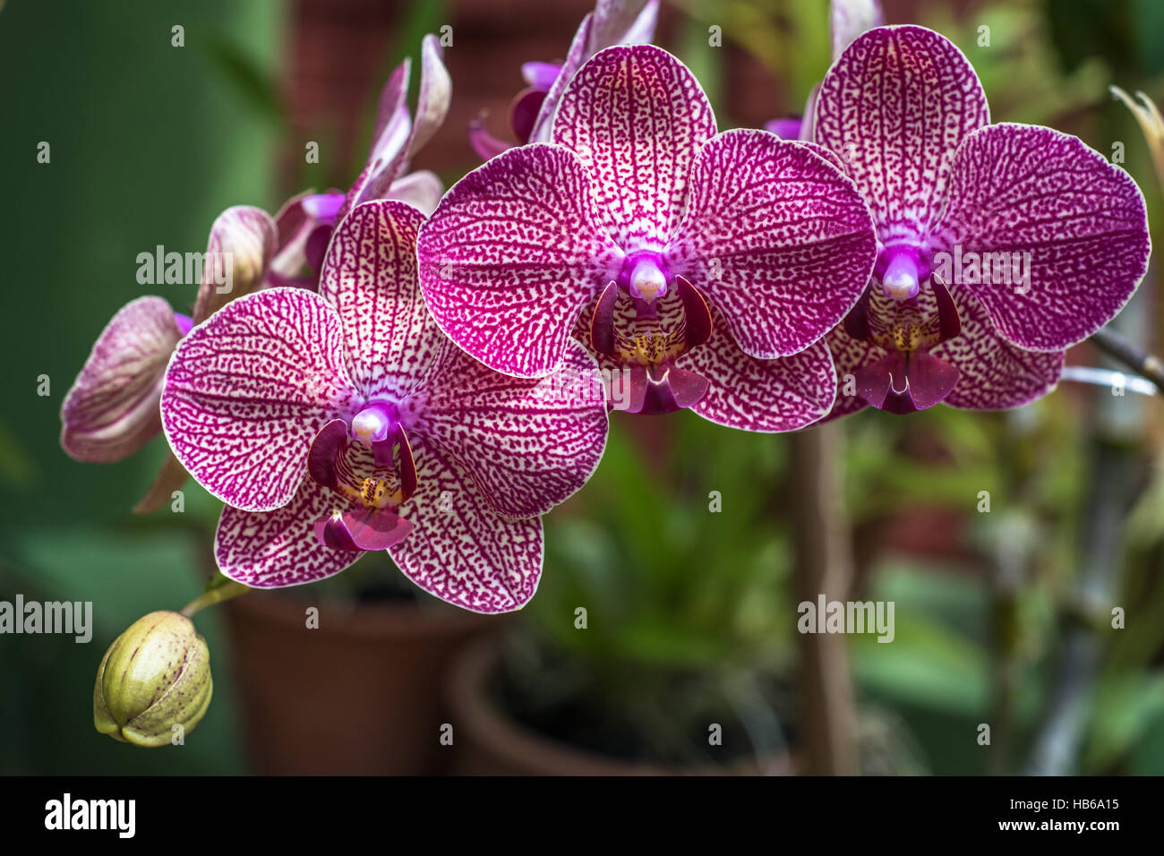 Chiudere l immagine del orchid Foto Stock