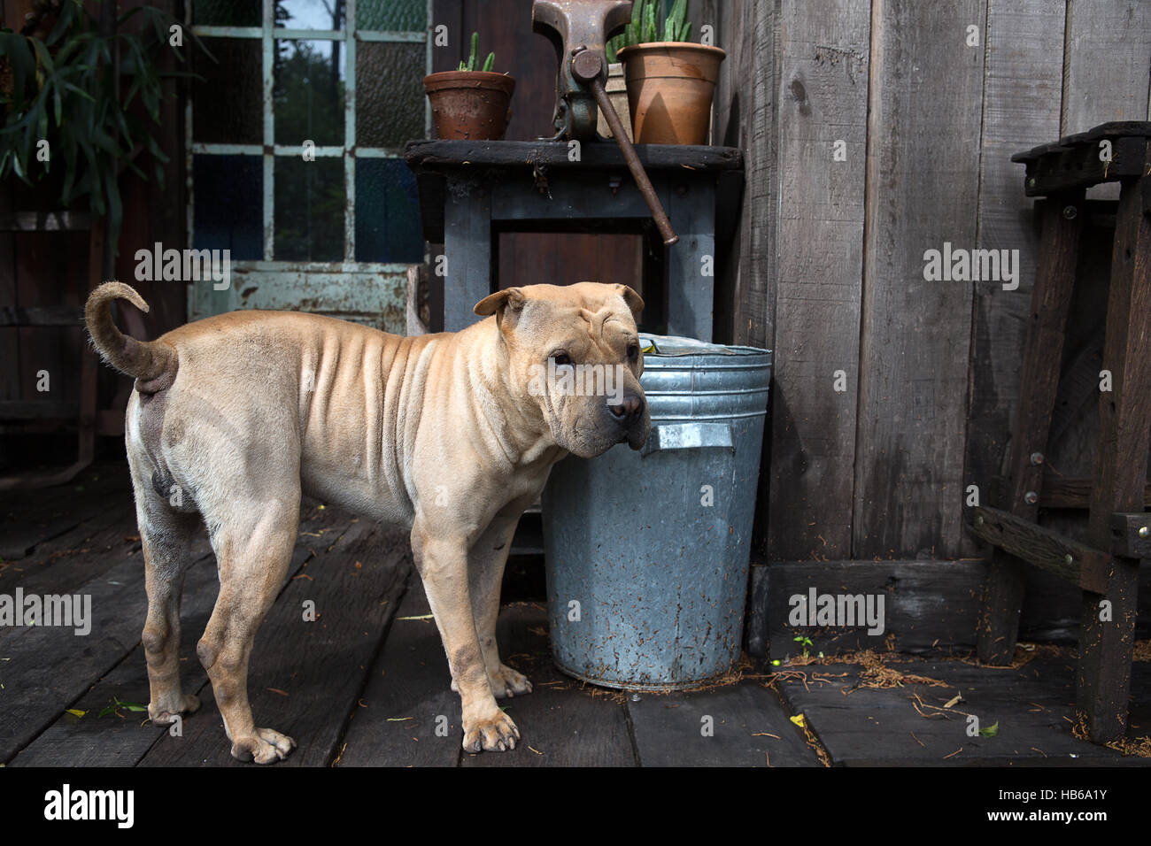 cane Shar-pei Foto Stock