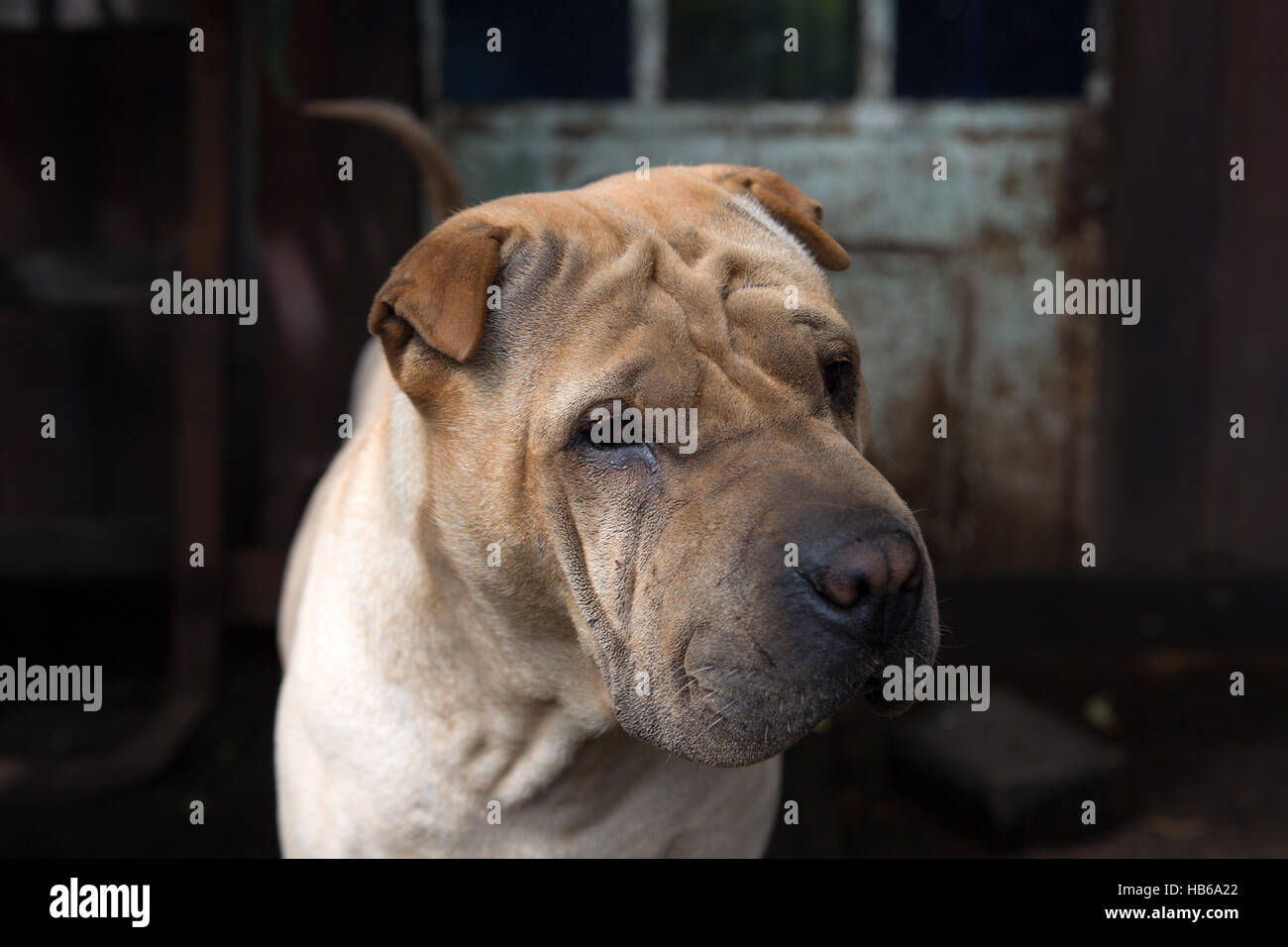cane Shar-pei Foto Stock