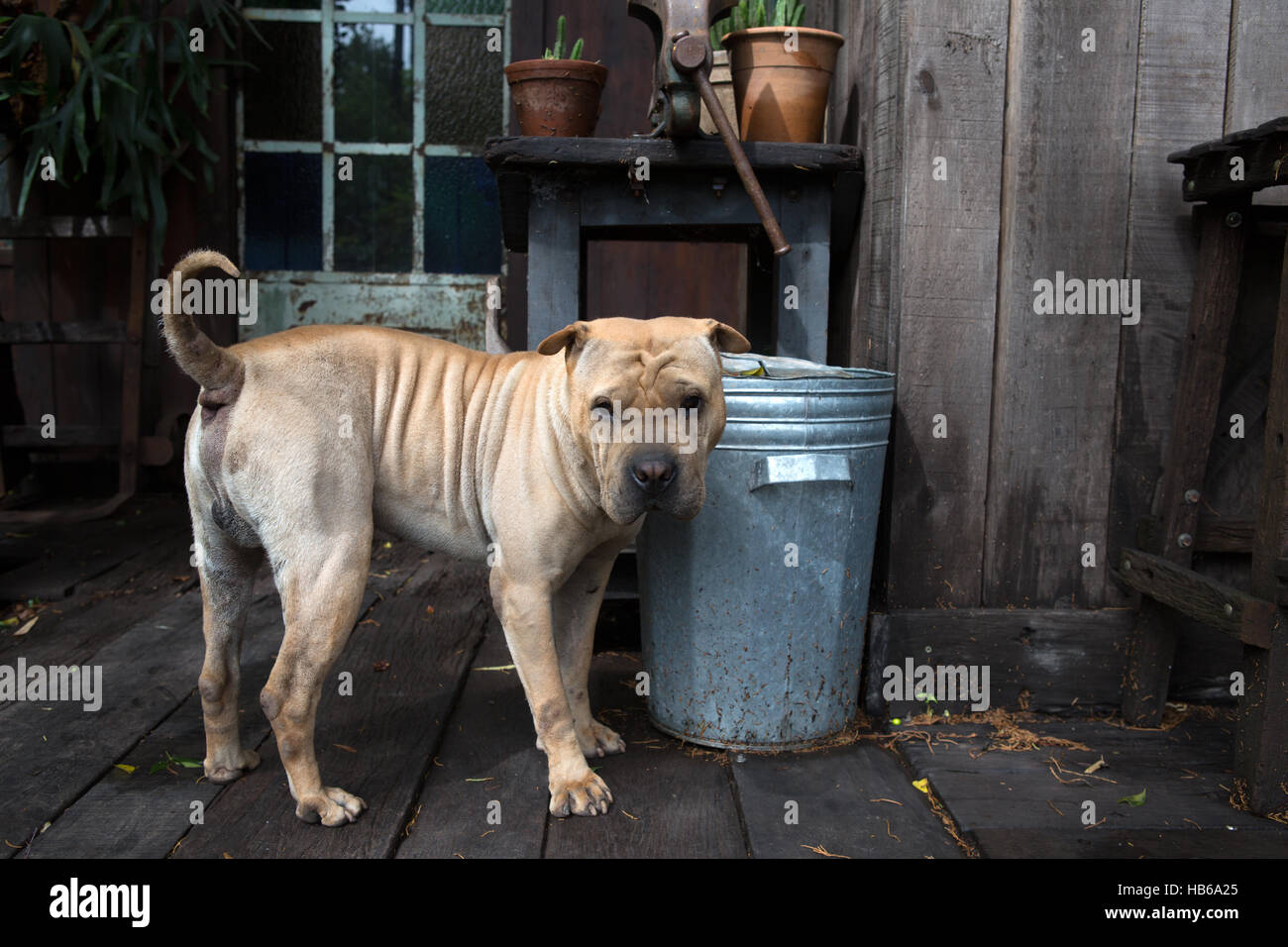 cane Shar-pei Foto Stock